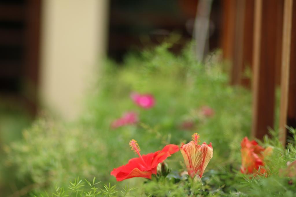 Long Life Riverside Hotel Hoi An Exterior foto